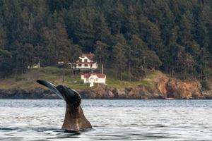 Sperm Whale San Juan Island