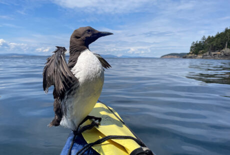 A Case for Kayaking: Wildlife Observation